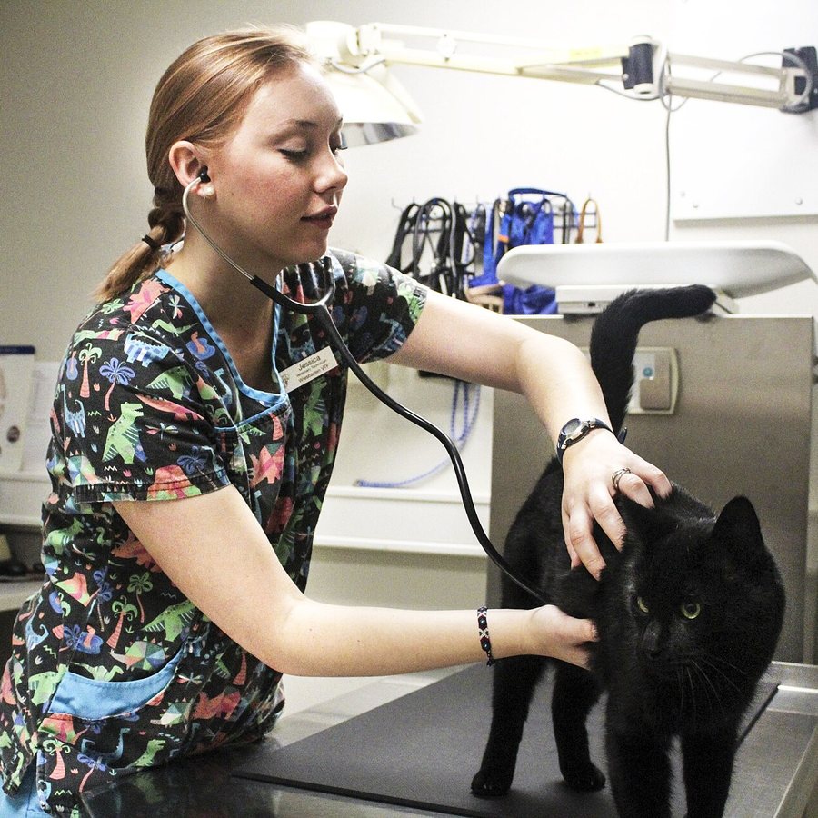 A veterinary technician examining a cat on the table