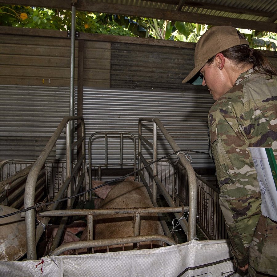 A veterinarian checking pigs in their pens